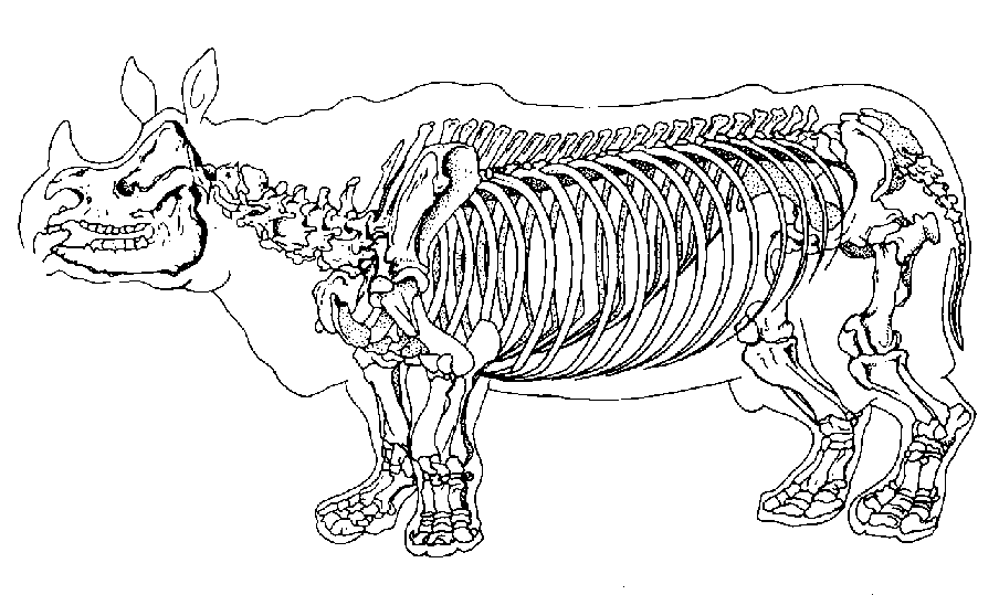 "Shrinkwrapped" animals reconstructing modern animals the way we