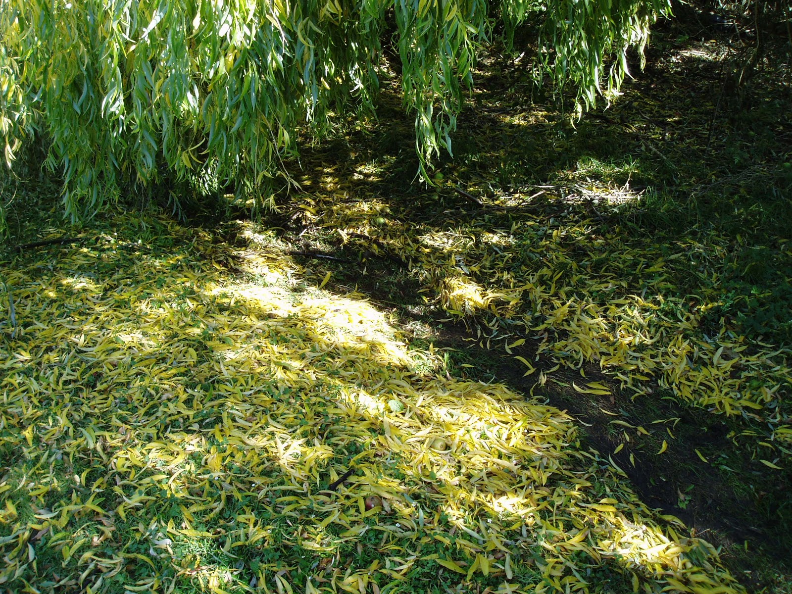 Lady Mondegreen's Secret Garden: December 2010