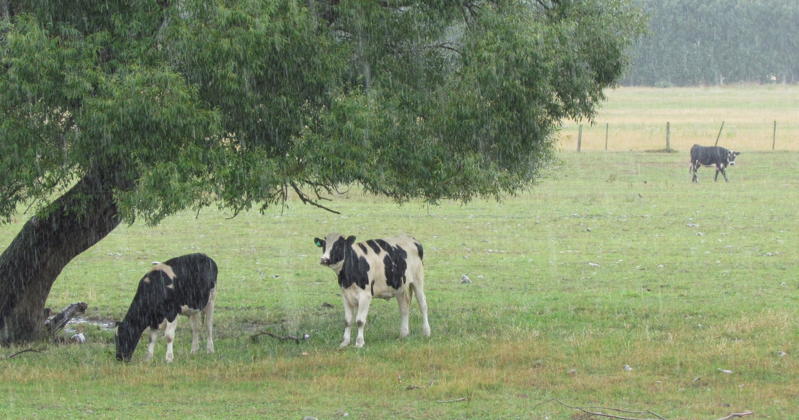 Cows In Rain