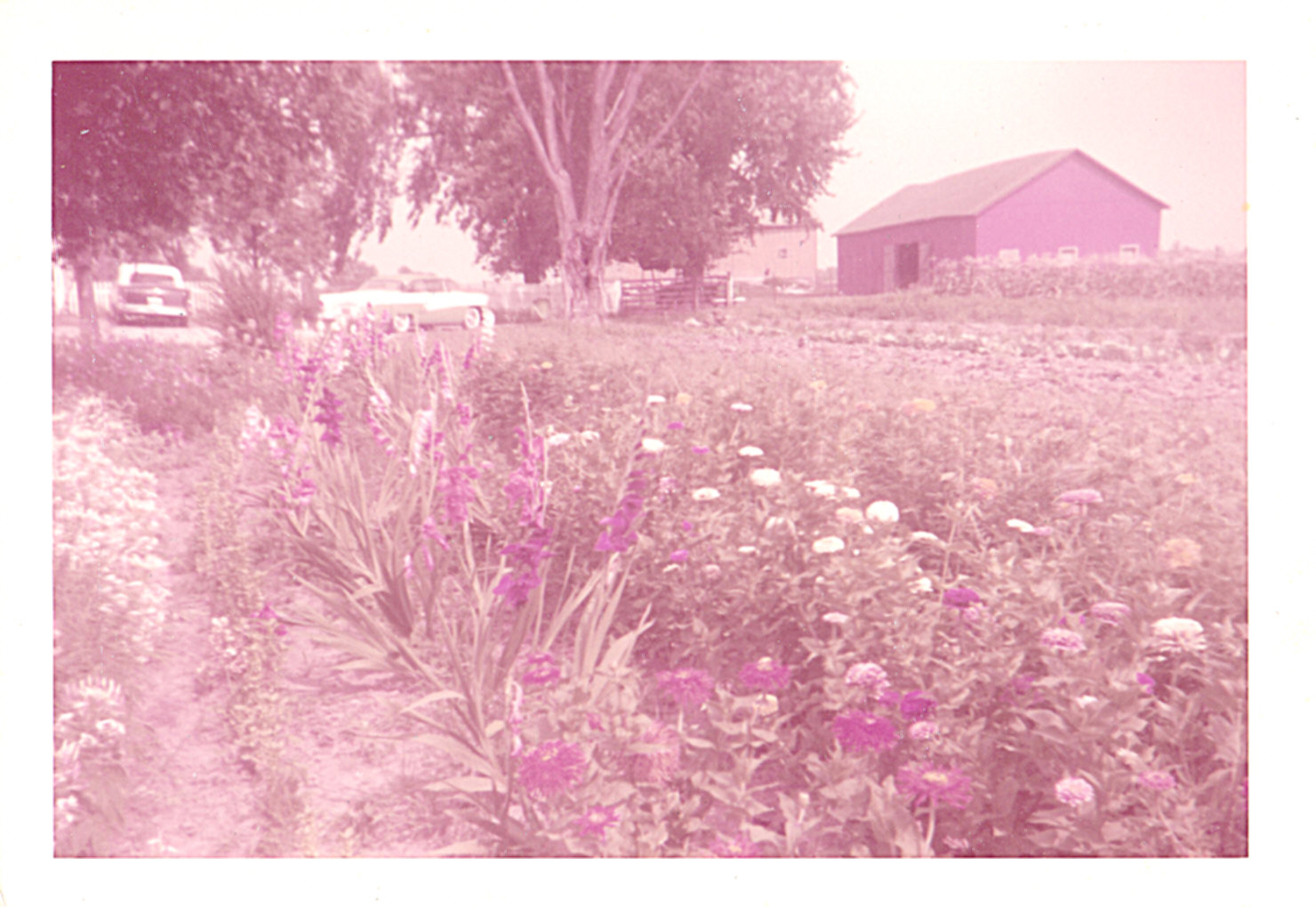 Rose Colored Background