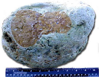 43 pound jasper, found in the Newport area on the Oregon coast measuring 12 inches across!