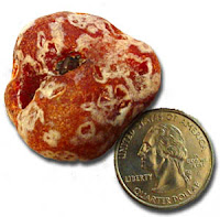 This beautiful deep red fancy Carnelian Agate was found yesterday by our lucky guest - Chuck G and his wife of Canada beachcombing north of Newport. (When back lit by a light you could see just how intense the red is.)