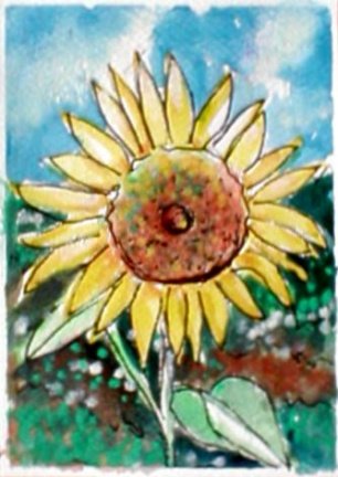 [sunflowerebay.JPG]