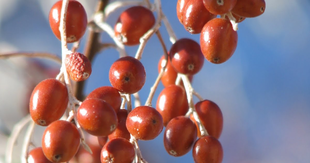 As I See It 2009 The Fruit of the Russian Olive Tree