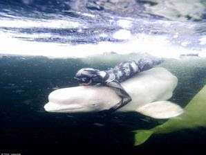 [PHOTO] Rencontre cétacés Beluga+Whale+-+1