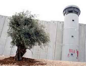 One Solitary Olive Tree Remains Standing