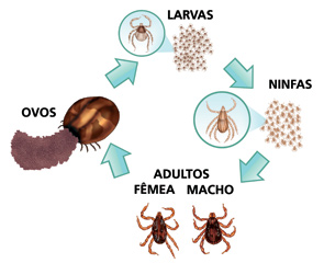 Antigenes de lyambliya ele
