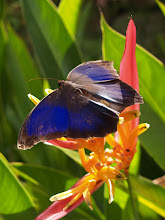 Butterfly & Heliconia