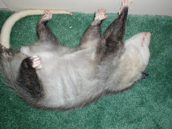 IS THIS HOW TO "PLAY POSSUM"?