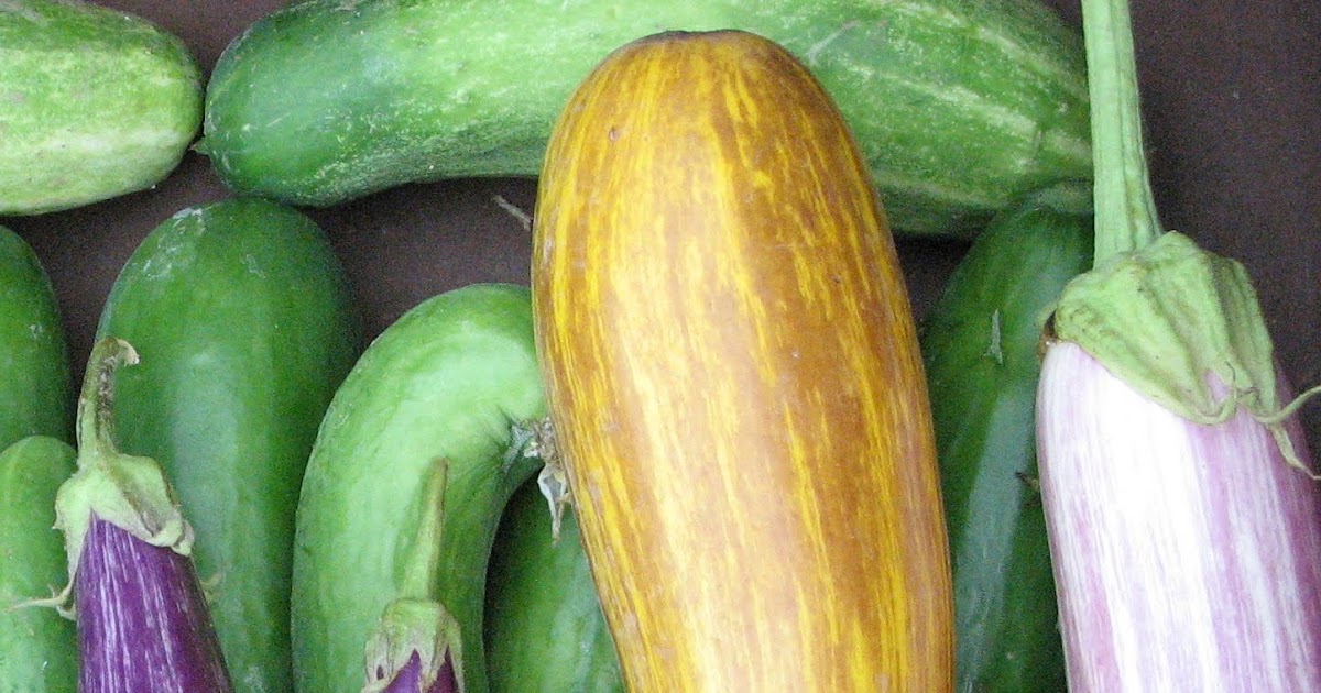 What's Not Cooking at Val's Summer Squash, Eggplant, cucumbers