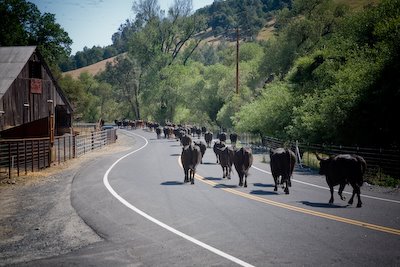 [calaveras+cattle+drive.jpg]