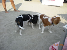 un'amica in spiaggia!