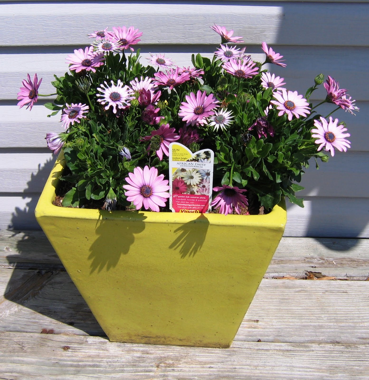 Dig It! African daisies