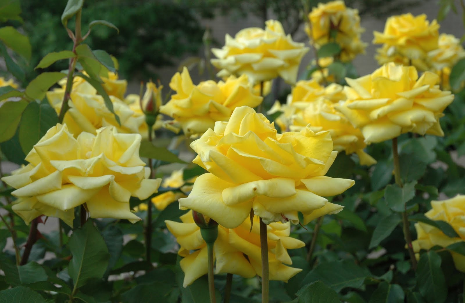Yellow Rose Garden