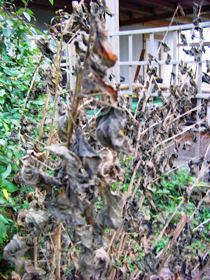 Frost Damaged Plants