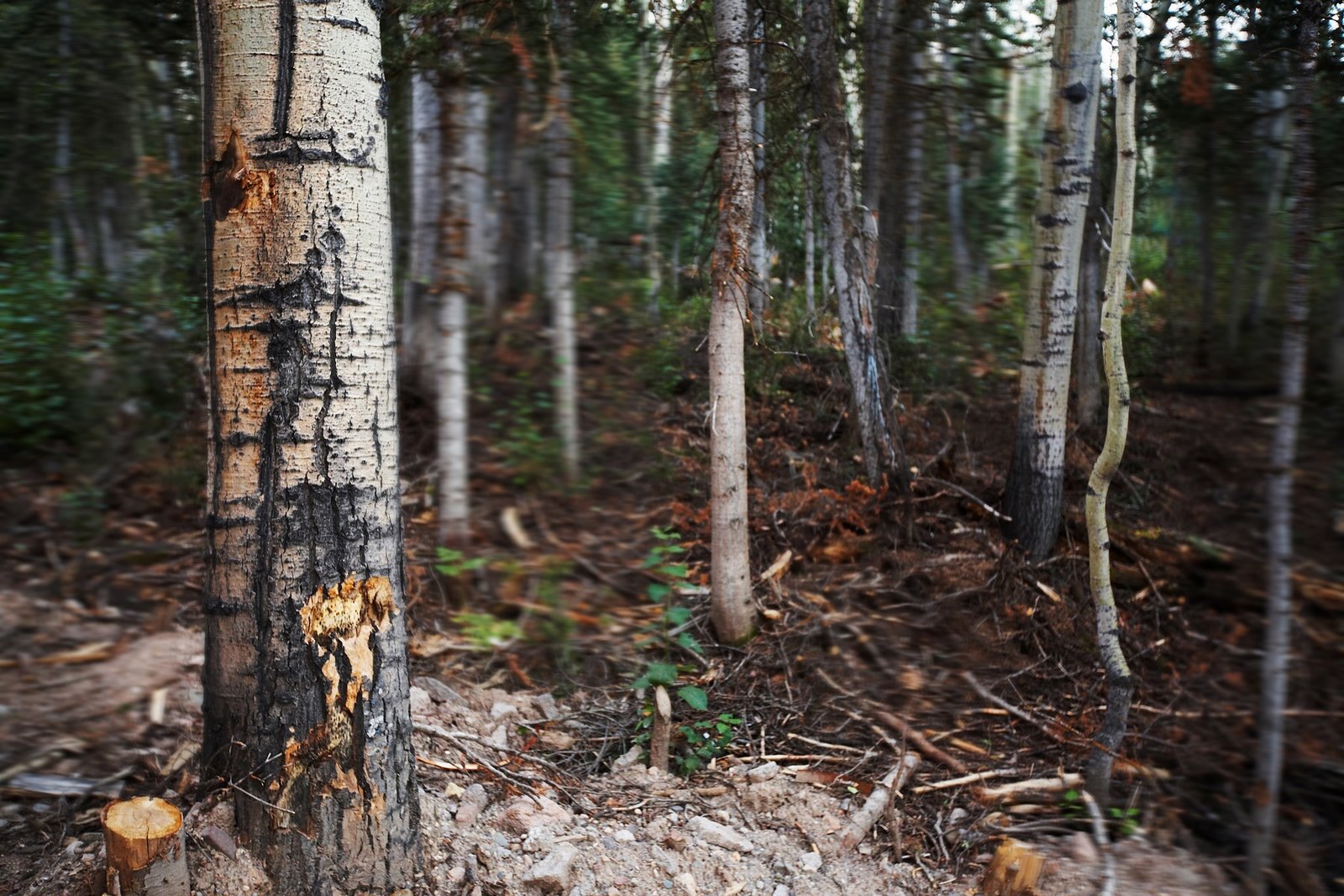 [20070821b_56blurmore.jpg]