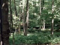 living earth woodlands living earth woodlands
