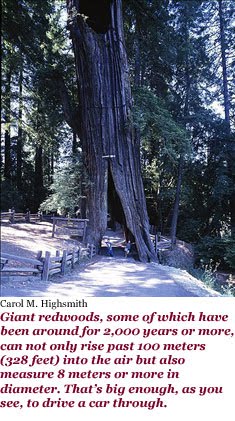 [webready-01-redwood.jpg]