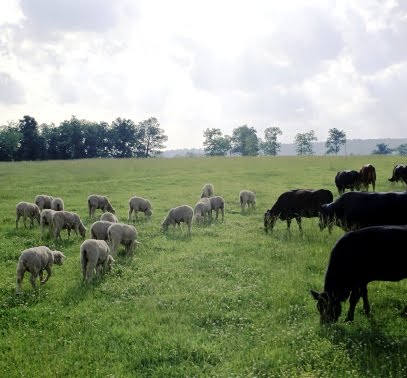 [Cattle_and_sheep.jpg]