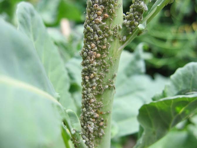 MOUND The Aphid Trap