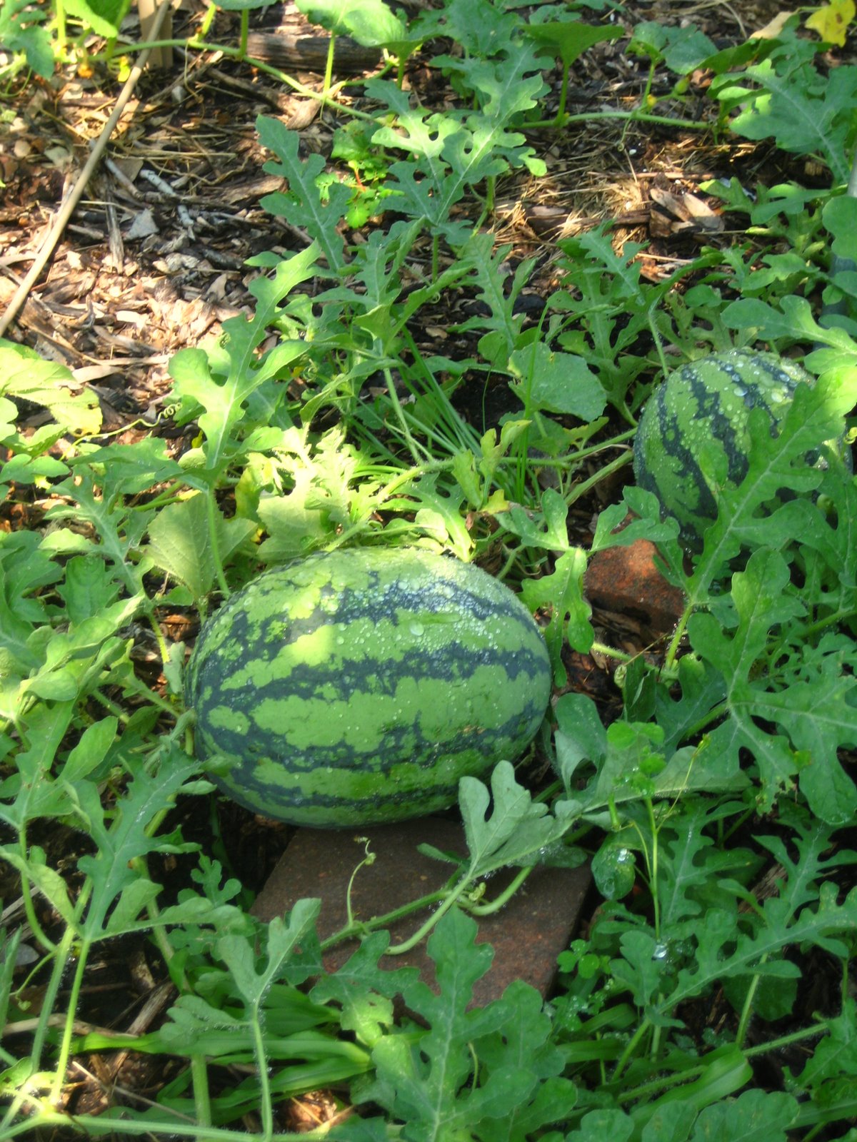 Gardening in Central Florida Watermelons!