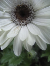 The White Daisy