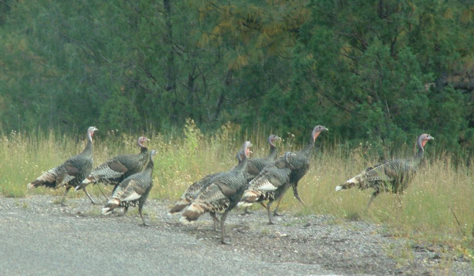 OUTDOORS NM Oryx Hunt on Ted Turner's New Mexico Ranch Special Event
