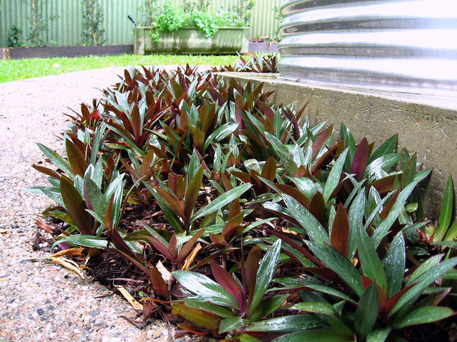 Fun and VJs In the garden Rheo and herbs