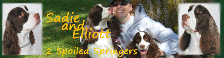 Sadie and Elliott: 2 Spoiled English Springer Spaniels