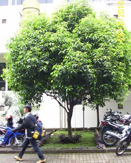 38+ Tanaman Peneduh Rumah Minimalis Images