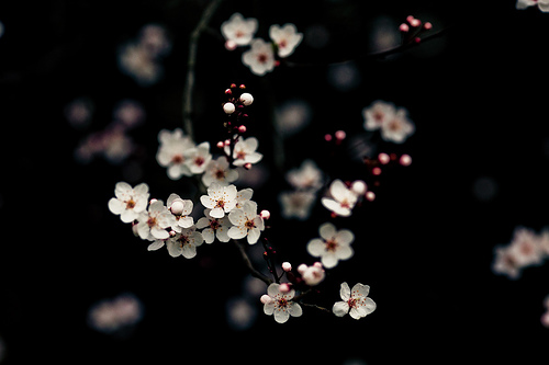 [petals.jpg]