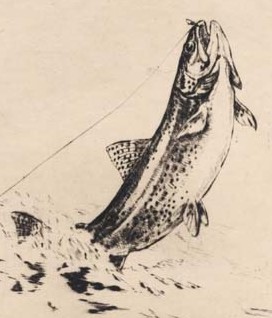 [fish.jpeg]