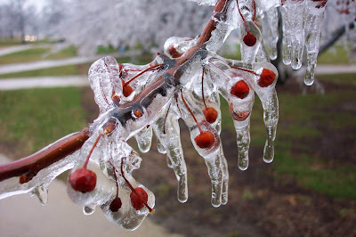 Frozen cherry trees in Ceres, South Africa