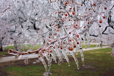 Frozen cherry trees in Ceres, South Africa