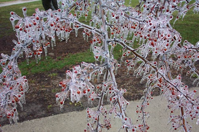 Frozen cherry trees in Ceres, South Africa