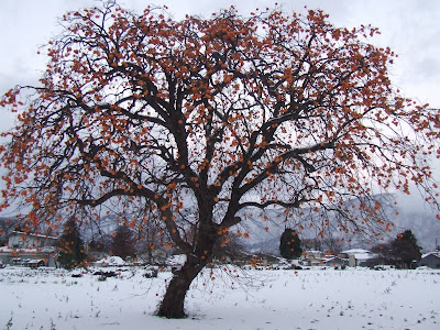 Balcony Garden Dreaming Top 3 Beautiful Fruit Trees For An Edible