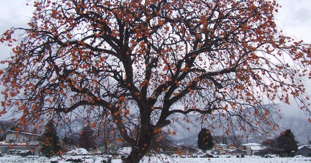 Balcony Garden Dreaming Top 3 Beautiful Fruit Trees For An Edible