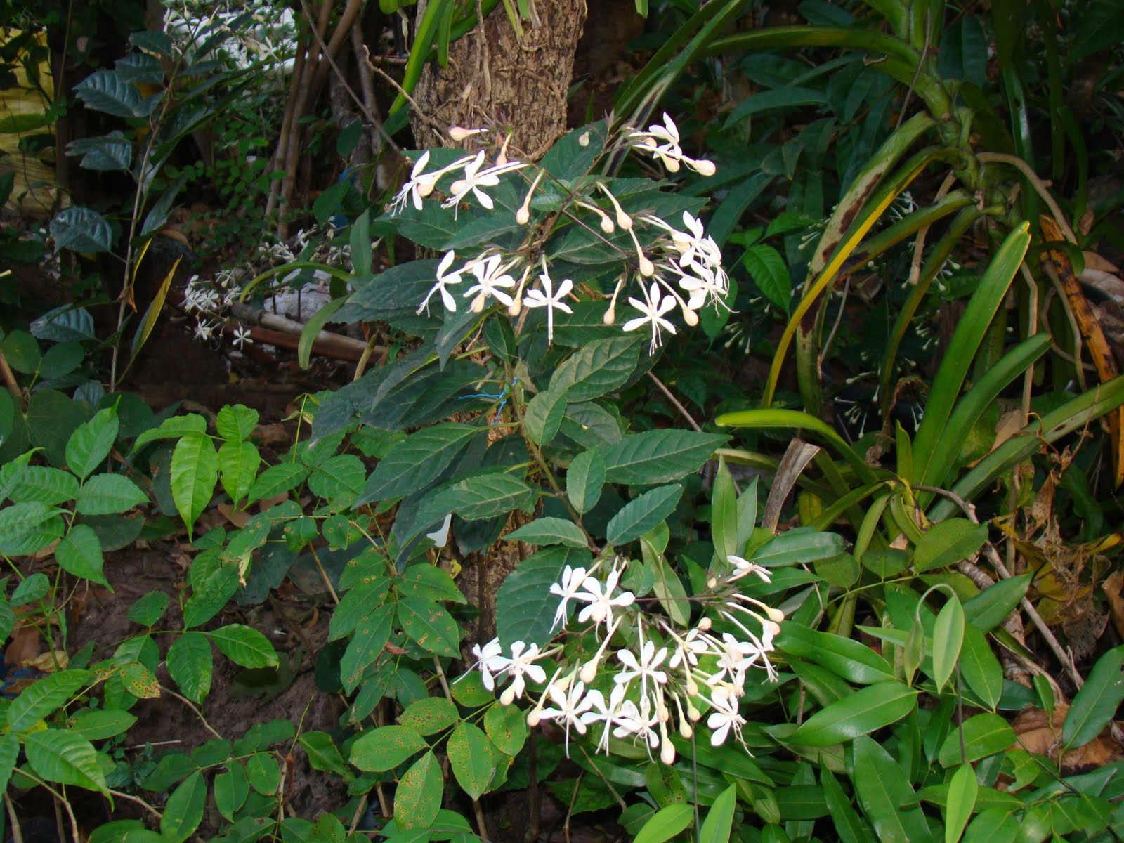 \u0e02\u0e48\u0e2d\u0e22\u0e14\u0e33