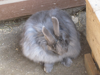 Chubby Bunny