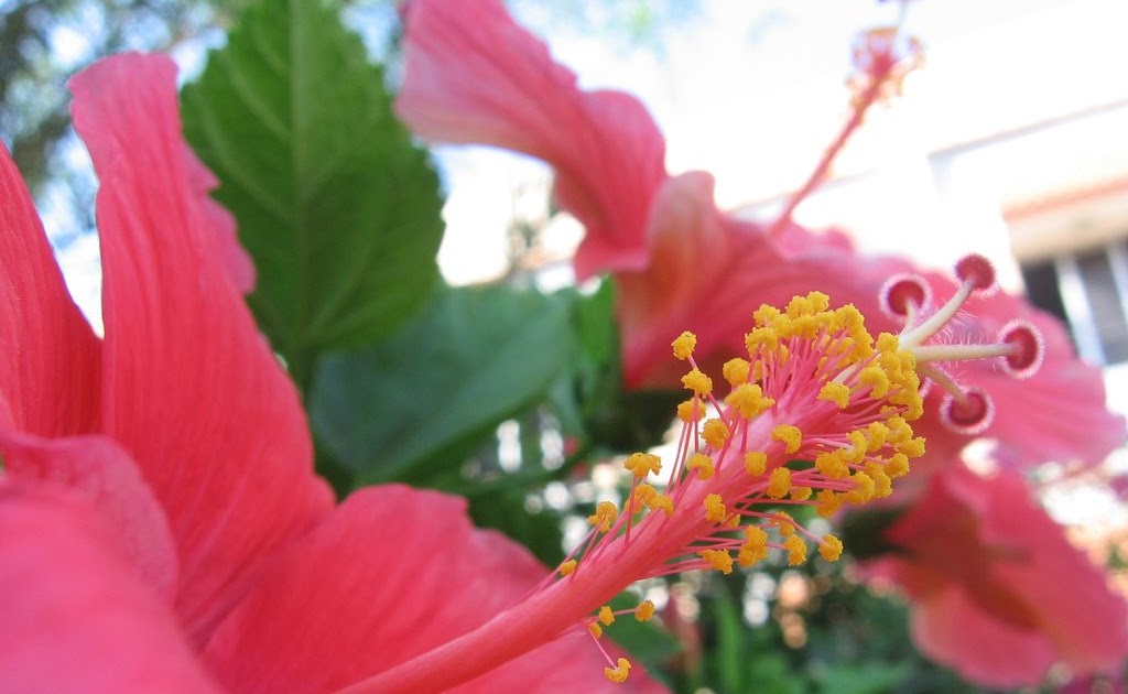 Hibiscus a common flower and some interesting facts!