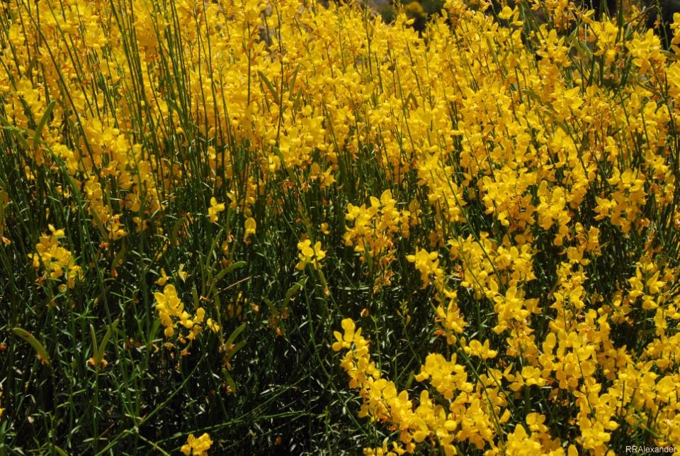 Crossings Spanish Broom