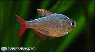 Red Fin Tetra