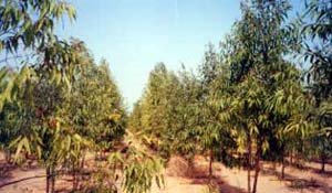 [Ø£Ø´Ø¬Ø§Ø±+Ø§Ù„Ù…Ø§Ù‡ÙˆÙ†Ø¬ÙŠ+Ø§Ù„Ø§Ù Ø±ÙŠÙ‚ÙŠ.jpg]