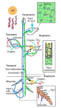 Procesos de las plantas