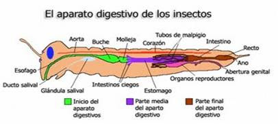 Digestivo de la cucaracha