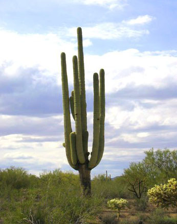 [28567855_cactuscopyweb.jpg]