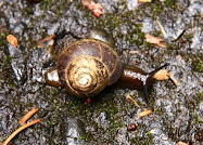 It's a snail!