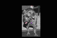 Yumi the dog!