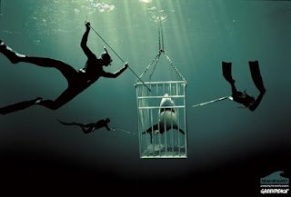 Shark Collection Werbung Greenpeace