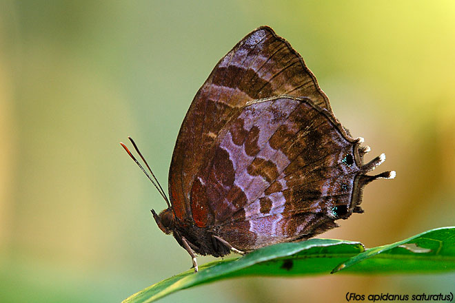 Wingspan of Adult Butterfly: 34mm. Caterpillar Host Plants: Terminalia ... Wingspan of Adult Butterfly: 34mm. Caterpillar Host Plants: Terminalia ...